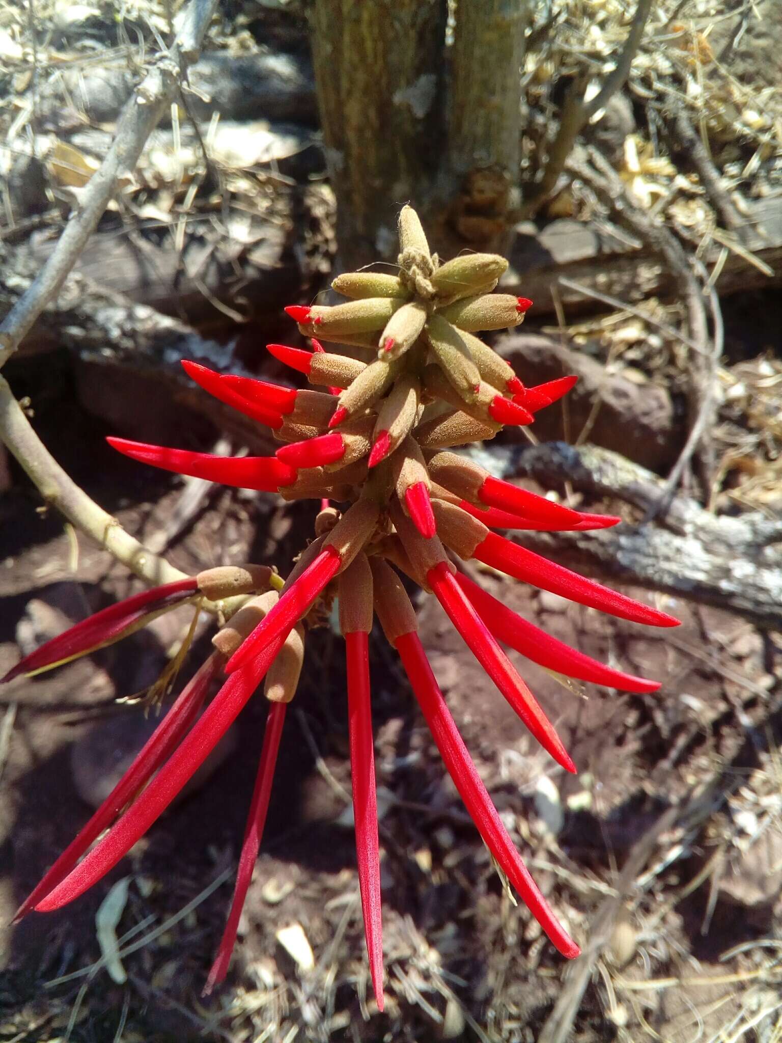 Слика од Erythrina americana Mill.