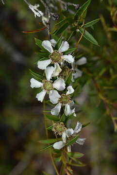 Image of Leptospermum semibaccatum Cheel