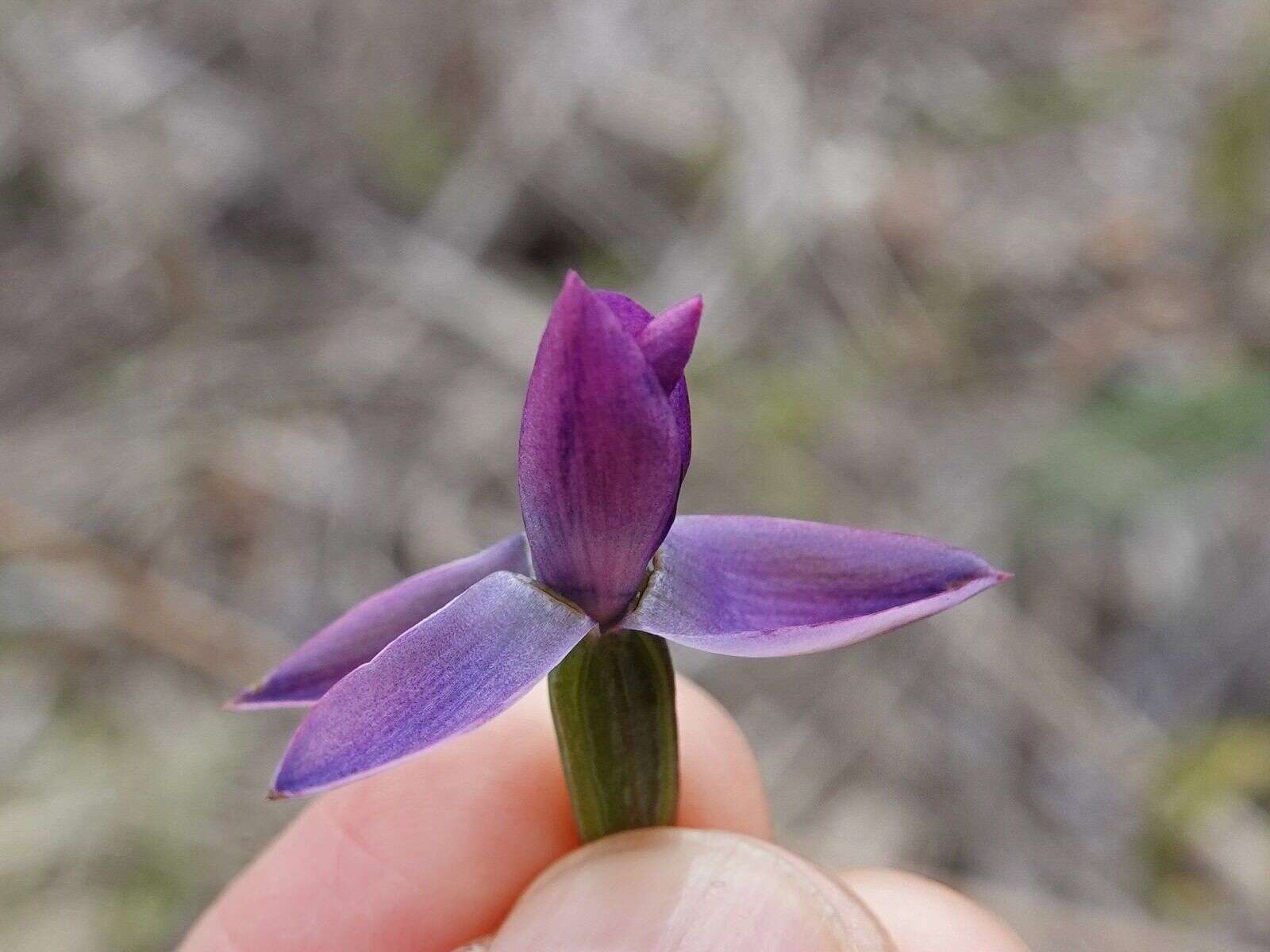 Image of Slender sun orchid