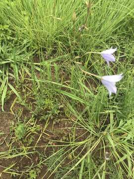 صورة Wahlenbergia undulata (L. fil.) A. DC.