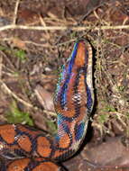 Image of Rainbow Boa