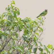 Image de Tersina viridis occidentalis (Sclater & PL 1855)