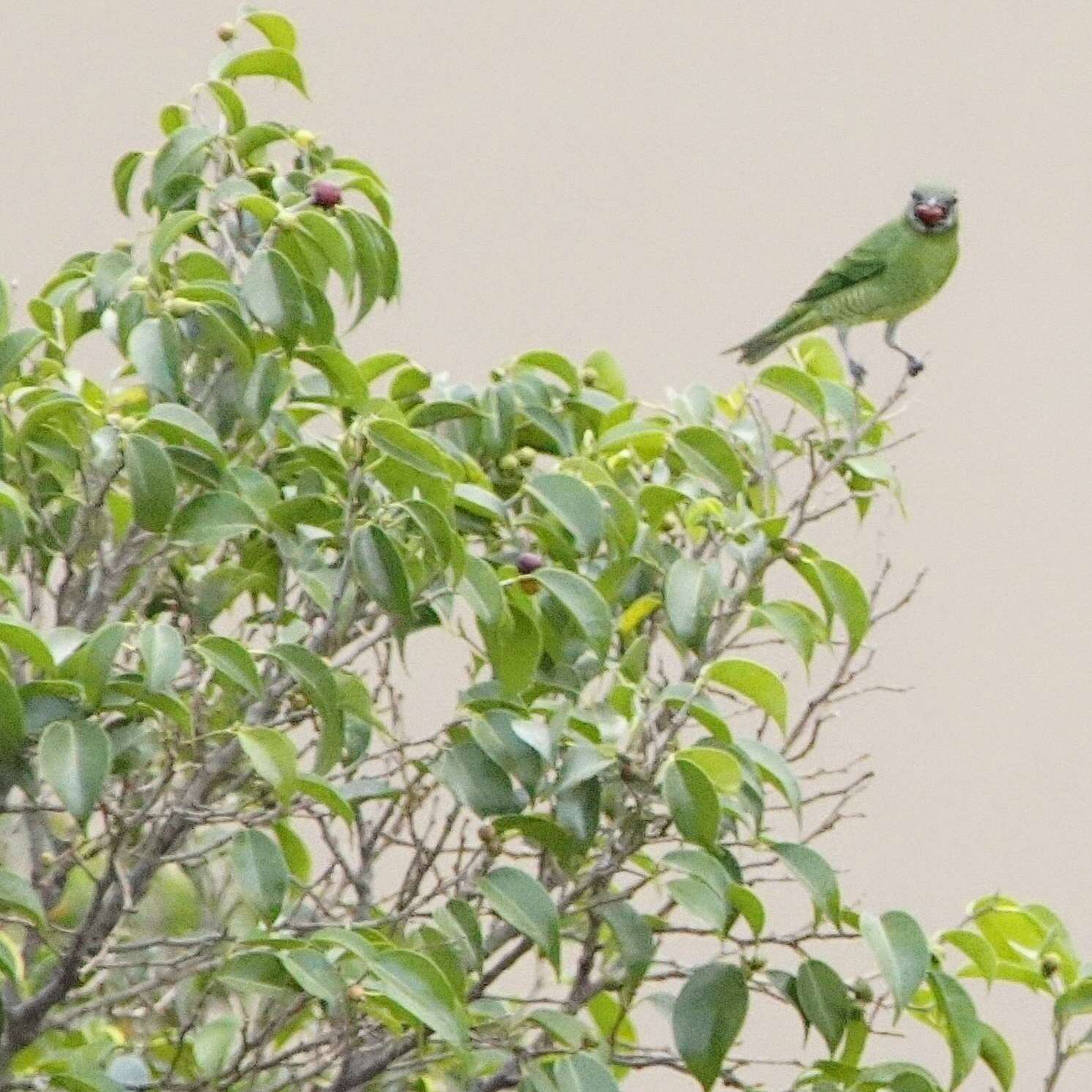 Imagem de Tersina viridis occidentalis (Sclater & PL 1855)