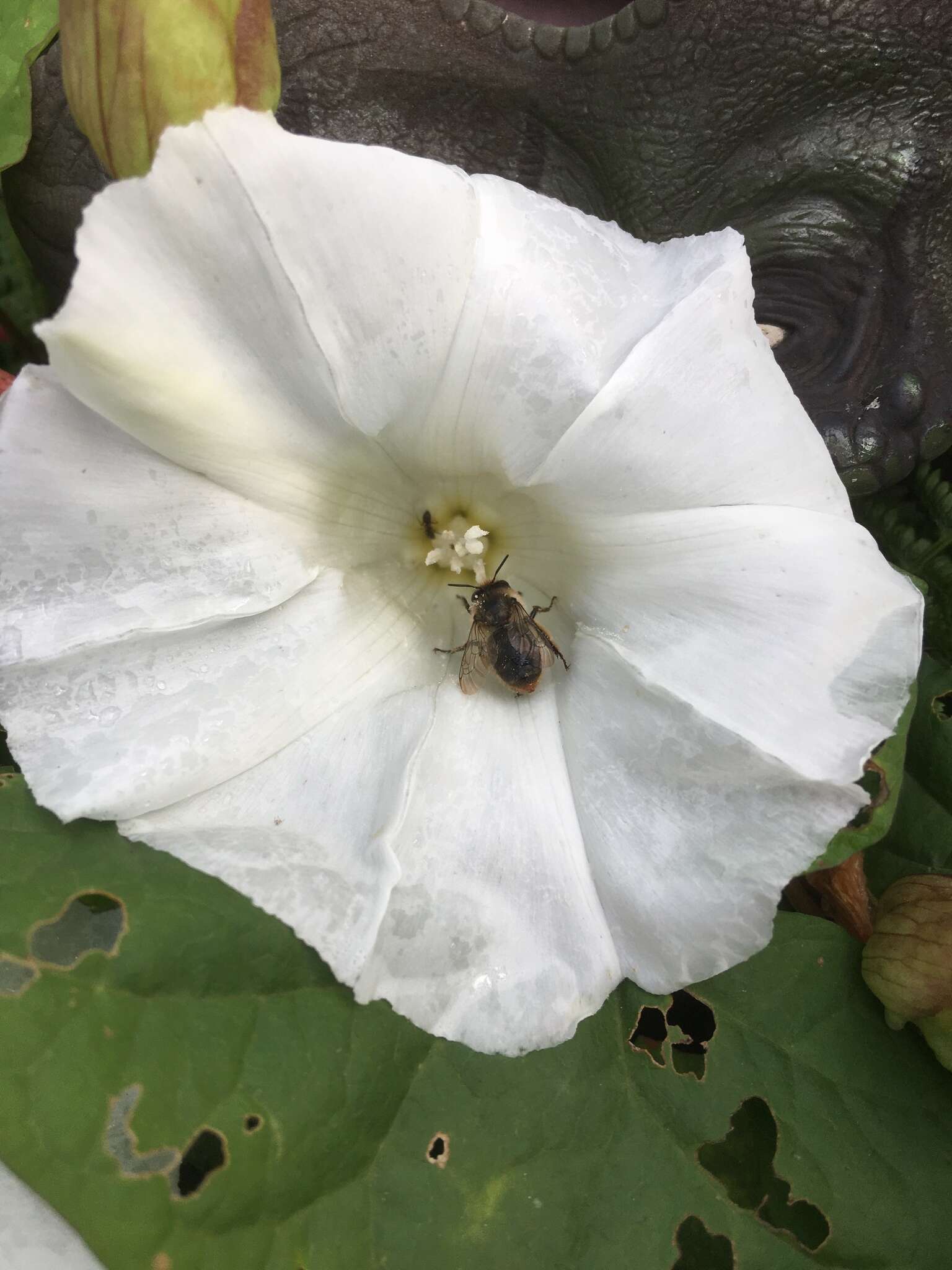 Image of Anthophora furcata (Panzer 1798)