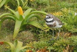 Charadrius bicinctus exilis Falla 1978 resmi