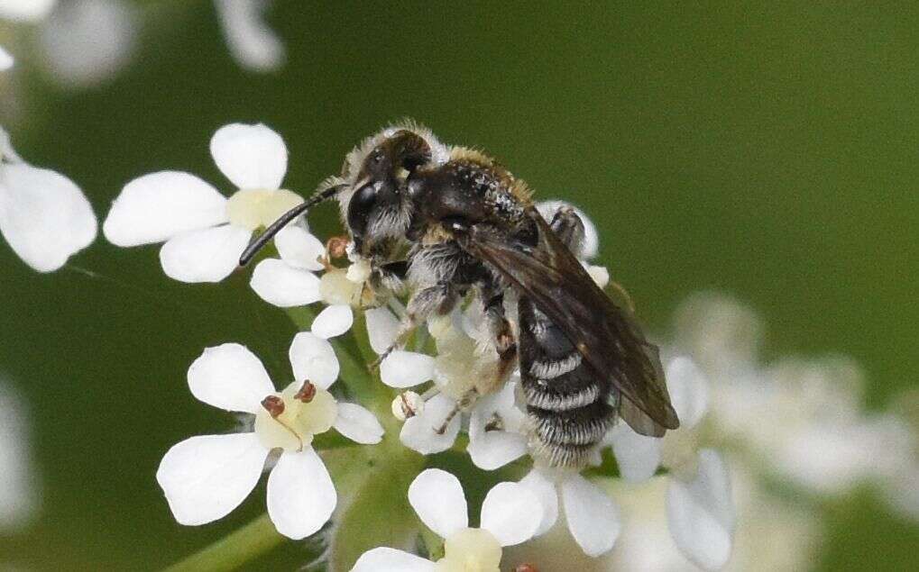 صورة Andrena coitana (Kirby 1802)