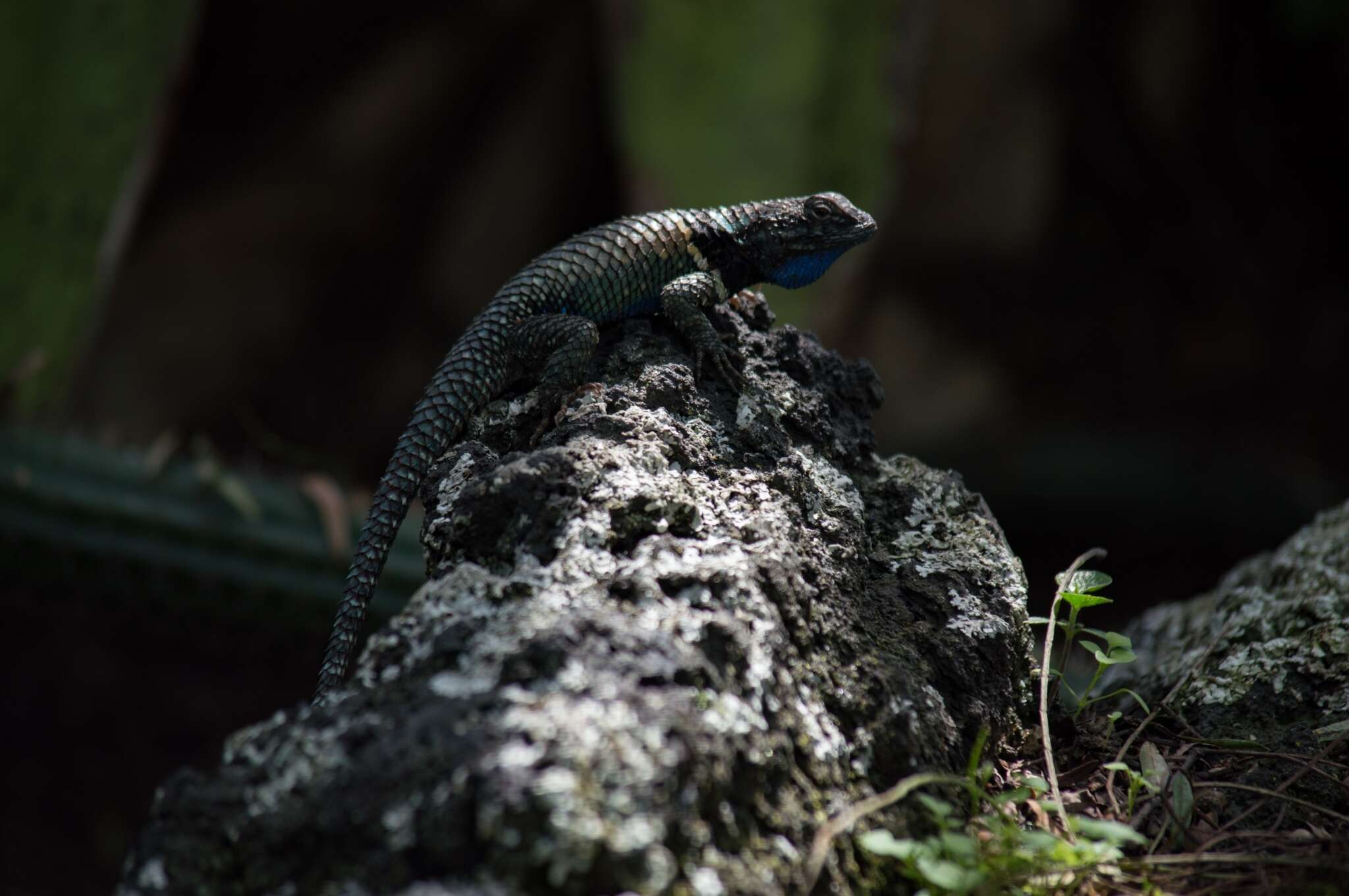 Plancia ëd Sceloporus mucronatus Cope 1885