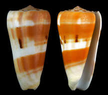 Conus aliwalensis (S. G. Veldsman 2018)的圖片