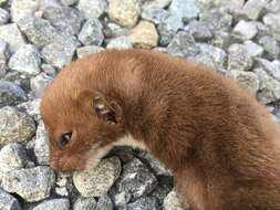 Image of Mustela nivalis vulgaris Erxleben 1777