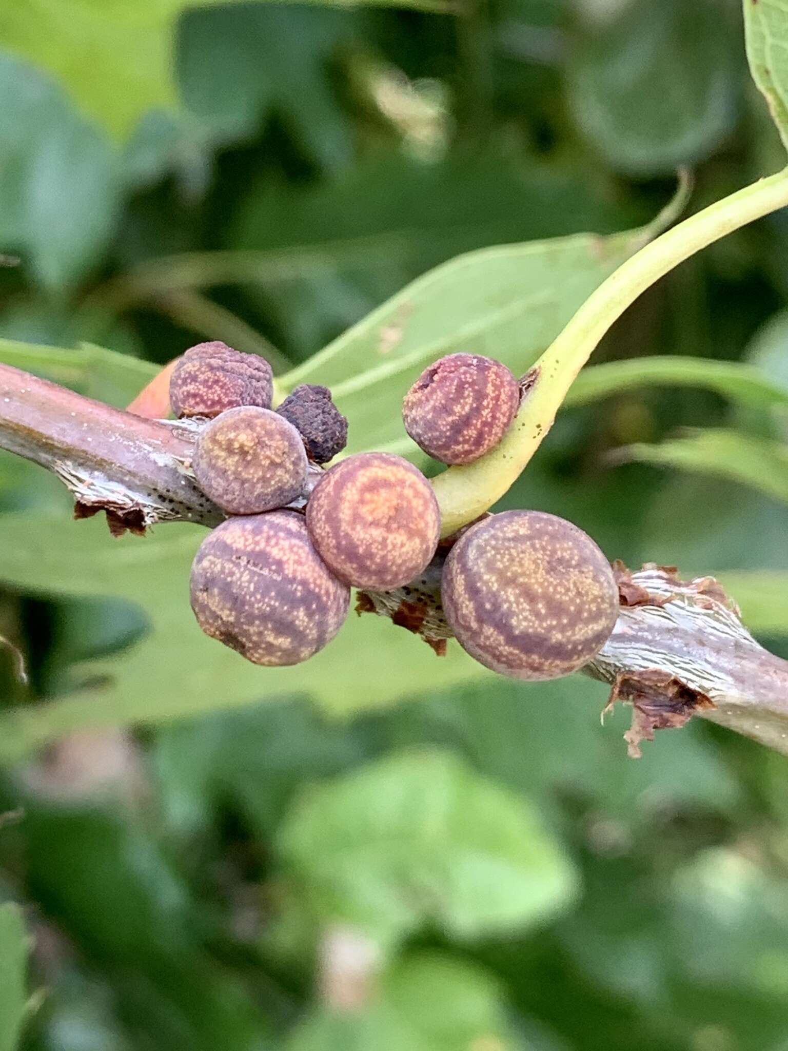 Image of Kokkocynips imbricariae (Ashmead 1896) Nieves-Aldrey, Nicholls, Tang, Melika, Stone, Pujade-Villar, Buffington, Maldonado & Medianero 2021