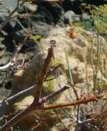 Image of Variegated Meadowhawk