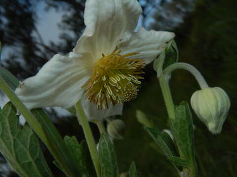 Image of Clematis villosa DC.