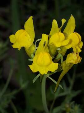 Plancia ëd Linaria propinqua Boiss. & Reuter