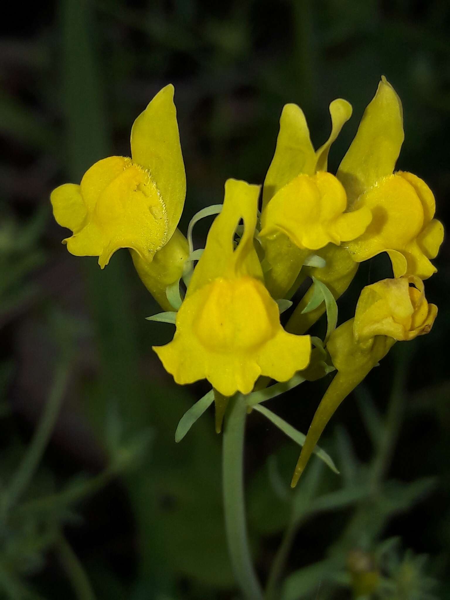 Image of Linaria propinqua Boiss. & Reuter