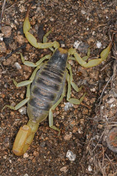 Image of Hadrurus anzaborrego Soleglad, Fet & Lowe 2011