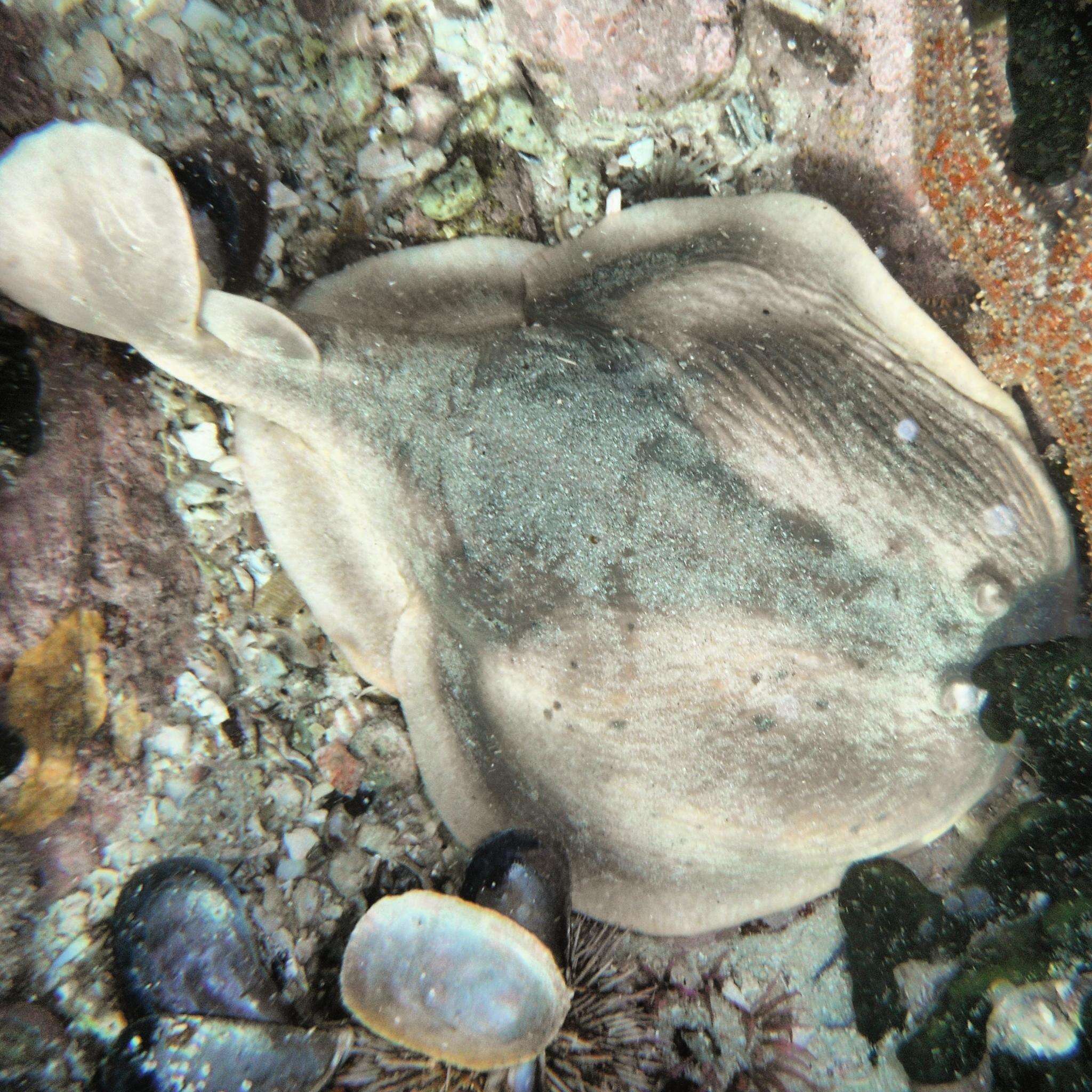 Image of Cape Numbfish