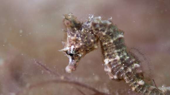 Image of Knobby Seahorse