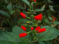 Image of Salvia melissiflora Benth.