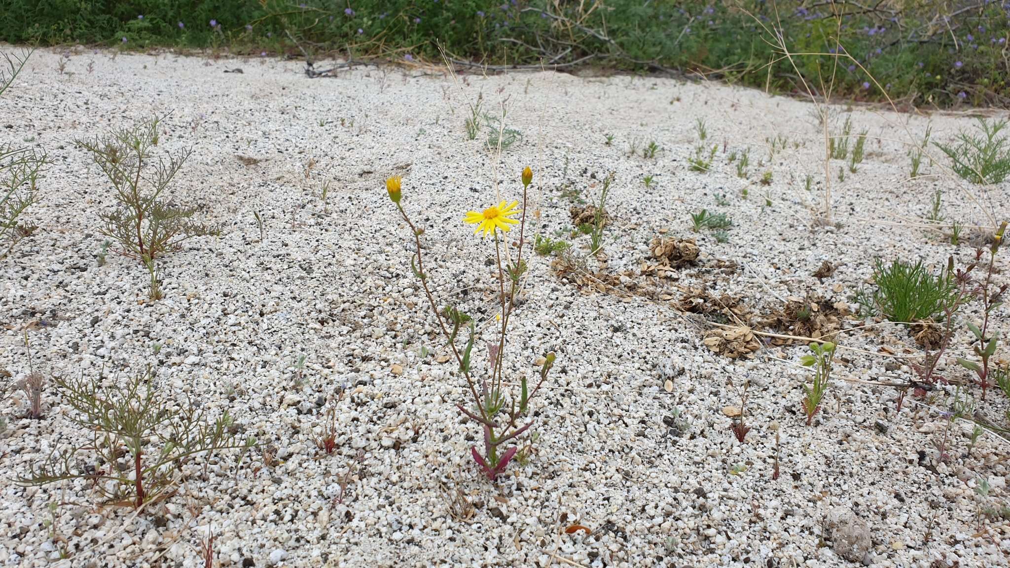 Image of Senecio californicus var. californicus