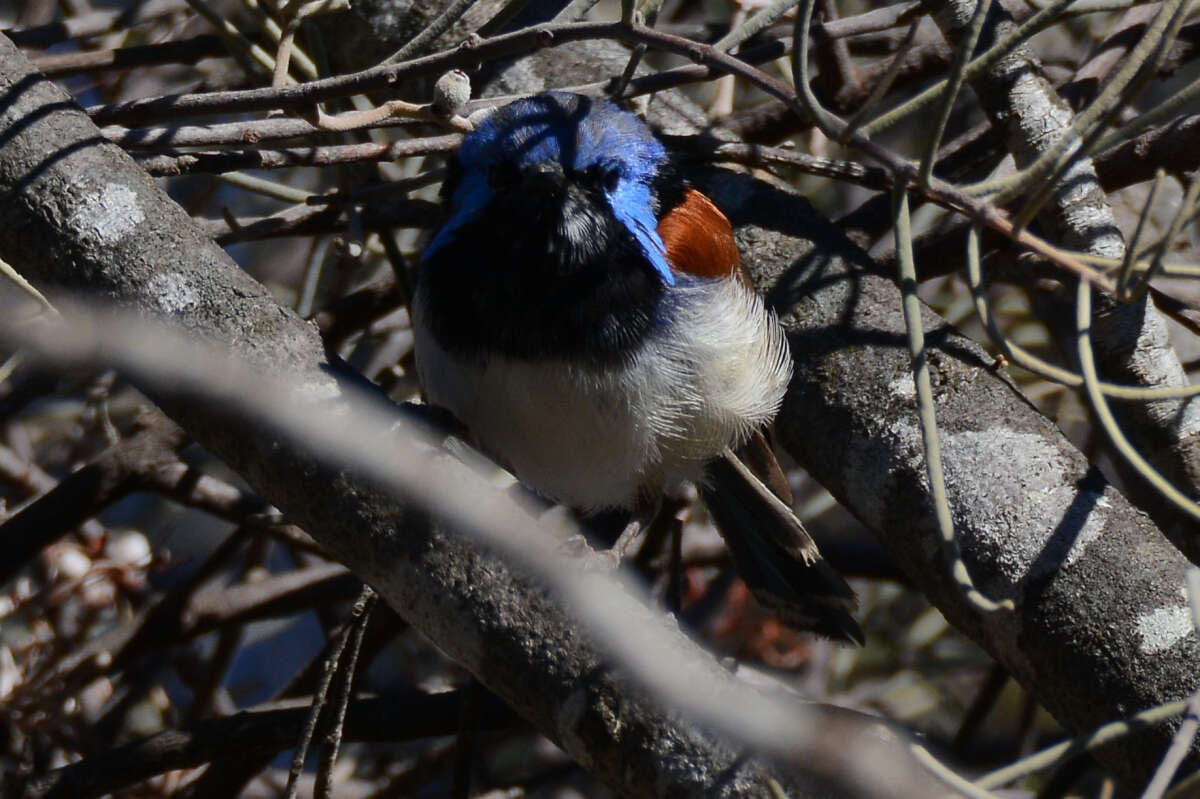 Image of Blue-breasted Fairy-wren