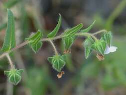 Image of Trichodesma inaequale Edgew.