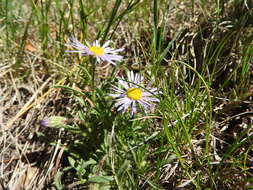 Sivun Erigeron vetensis Rydb. kuva