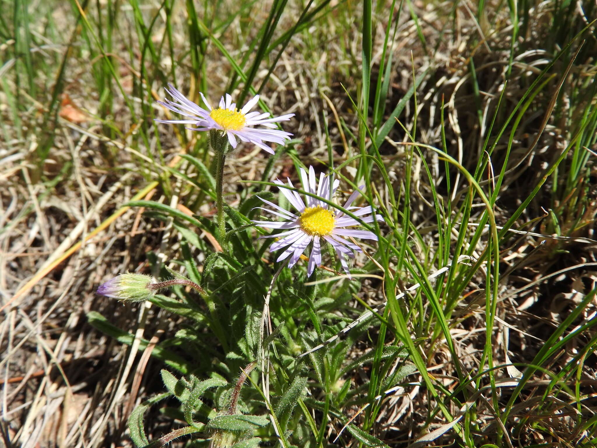 Image of early bluetop fleabane