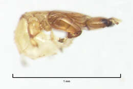 Image of Fig wasp