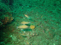 Image of Squarespot rockfish