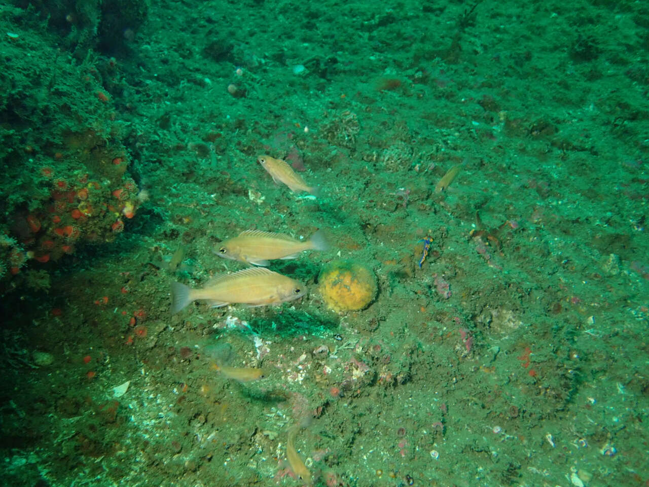 Image of Squarespot rockfish