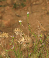 Image of Vittadinia muelleri N. T. Burbidge