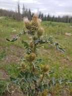 Plancia ëd Cirsium clavatum var. americanum (A. Gray) D. J. Keil