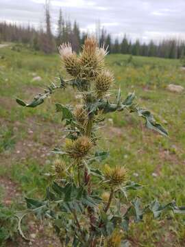 Image of Fish Lake thistle