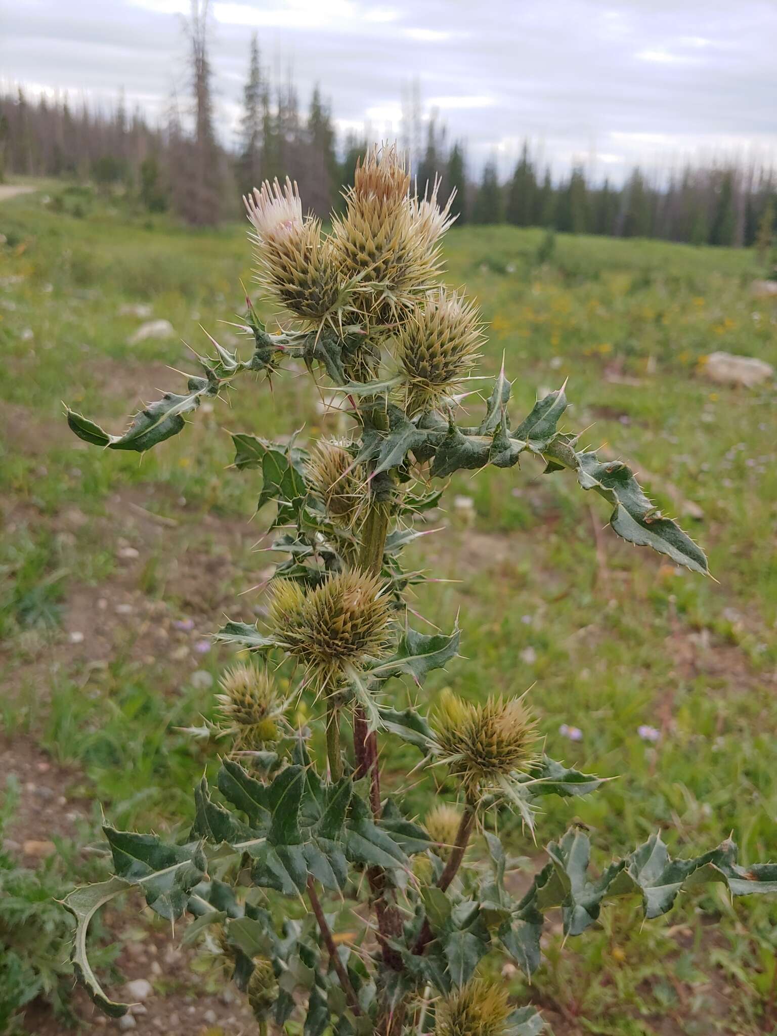 Cirsium clavatum var. americanum (A. Gray) D. J. Keil resmi