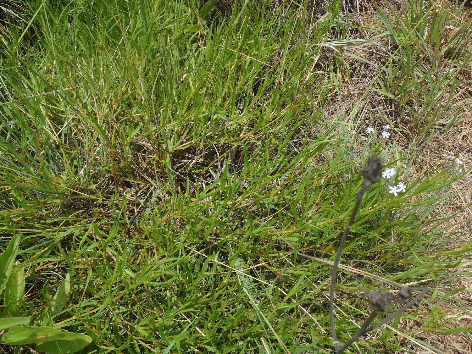 Image of Pentanisia angustifolia (Hochst.) Hochst.