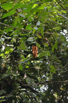 Plancia ëd Mucuna pruriens (L.) DC.