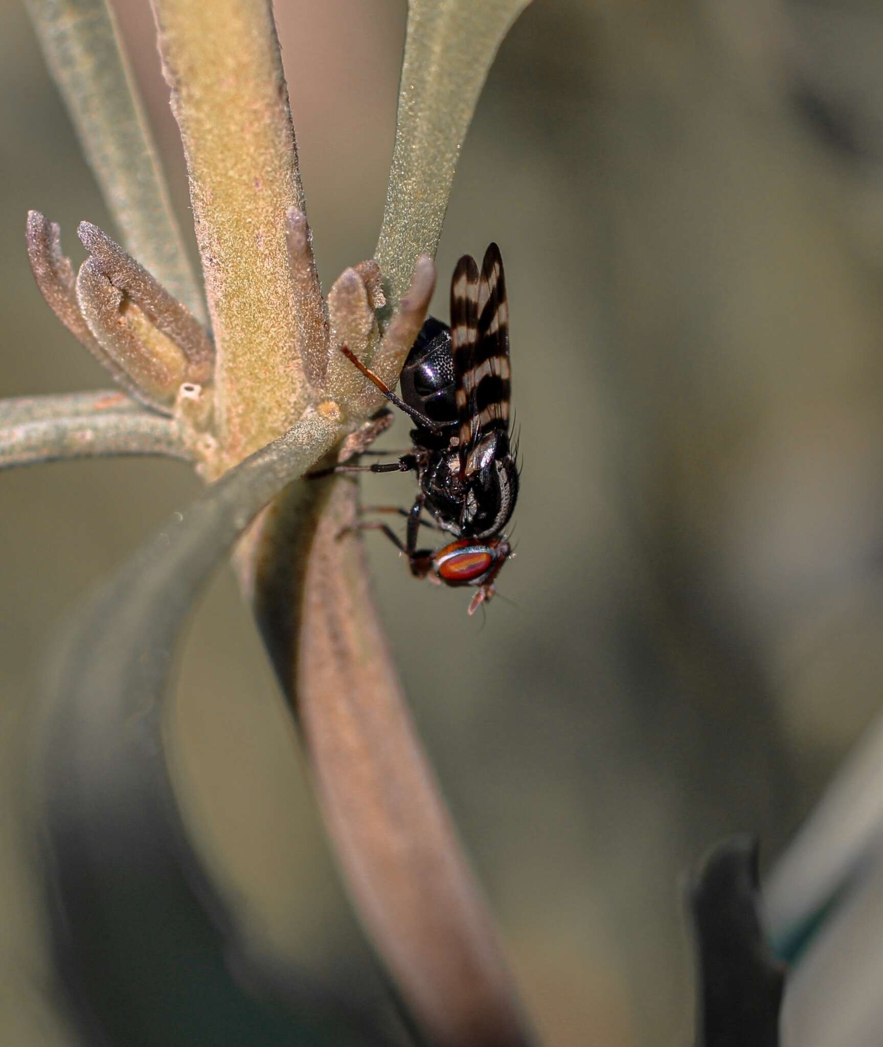 Plancia ëd Pterotaenia fasciata (Wiedemann 1830)