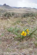 Слика од Balsamorhiza hispidula Sharp