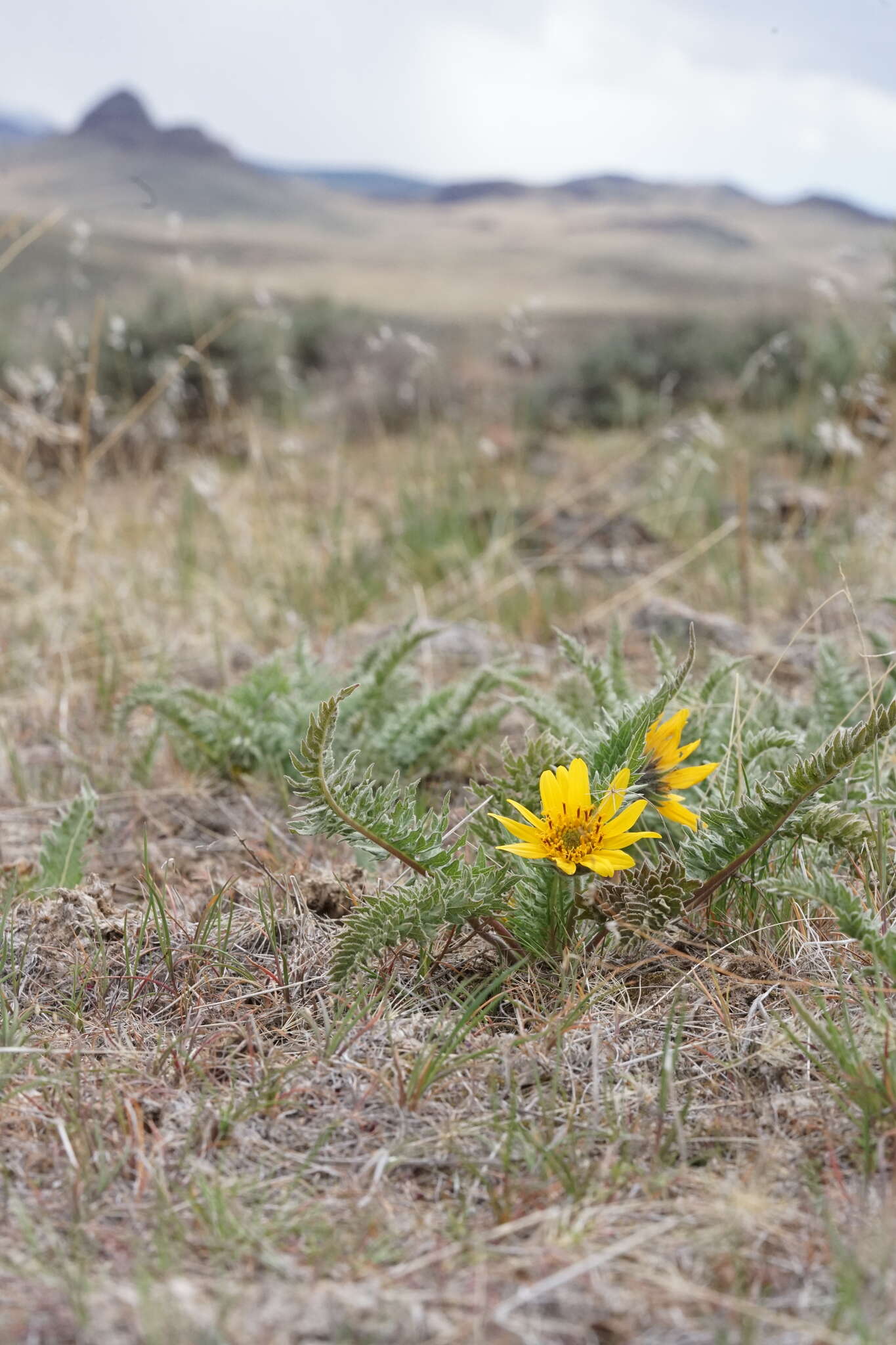 Слика од Balsamorhiza hispidula Sharp