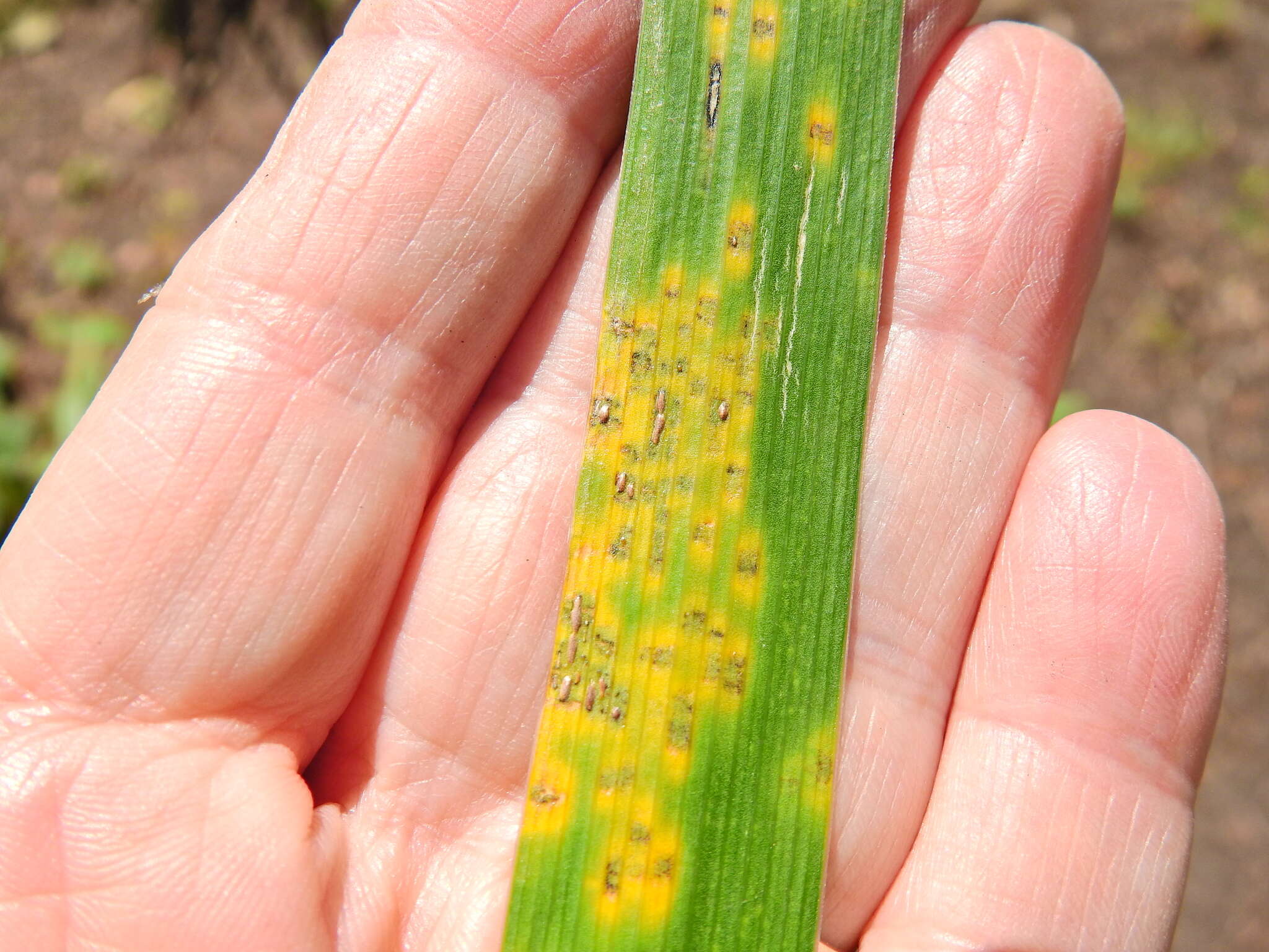 Image of Puccinia iridis Wallr. 1844