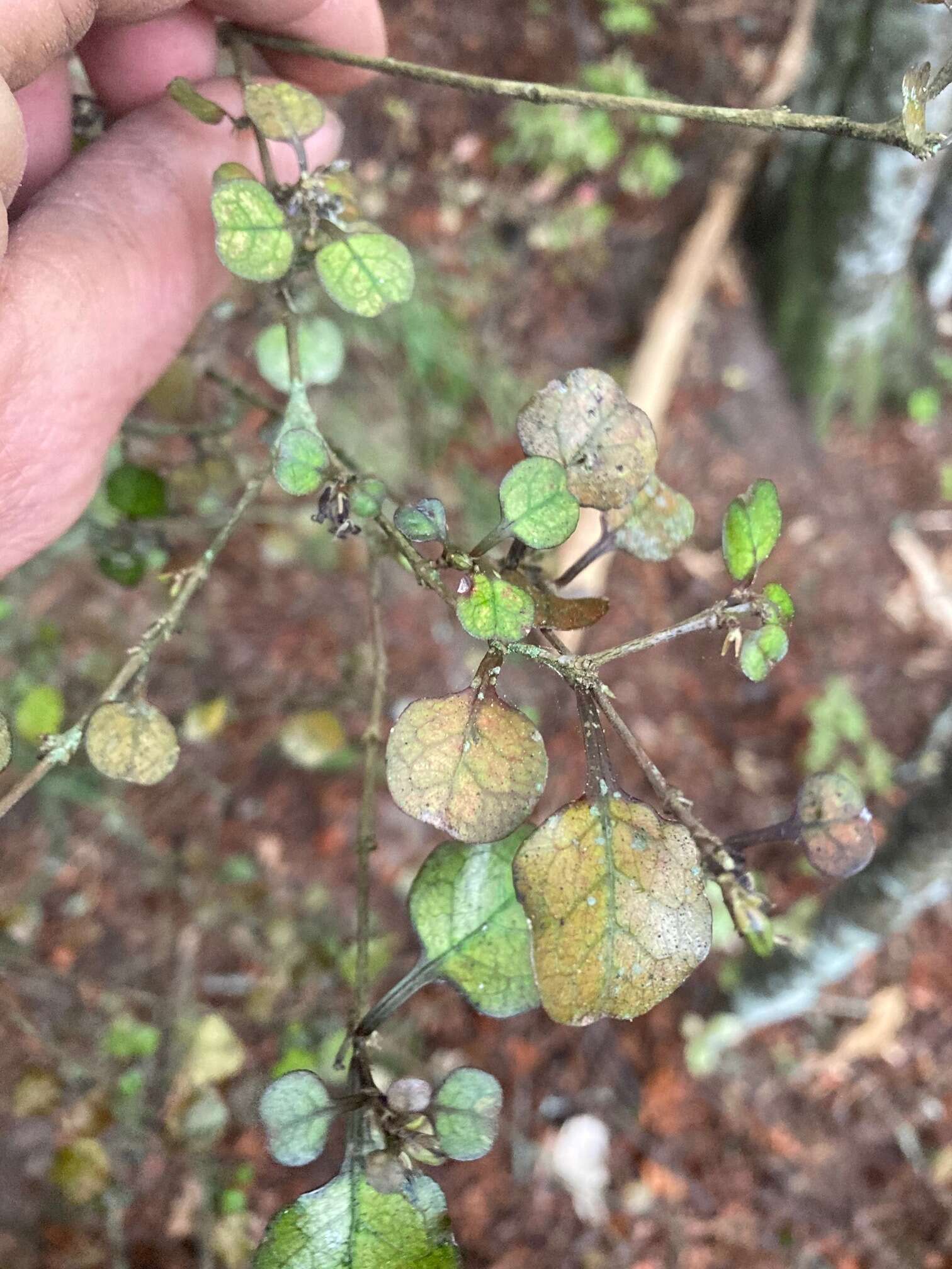 Image of Coprosma spathulata A. Cunn.