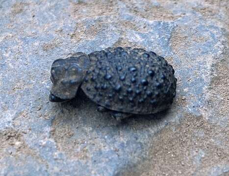 Image of Polynoncus bullatus (Curtis 1844)