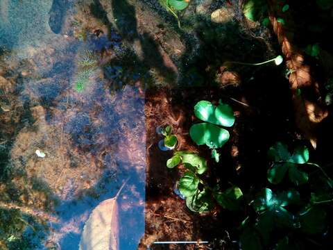 Image of Common Water Clover