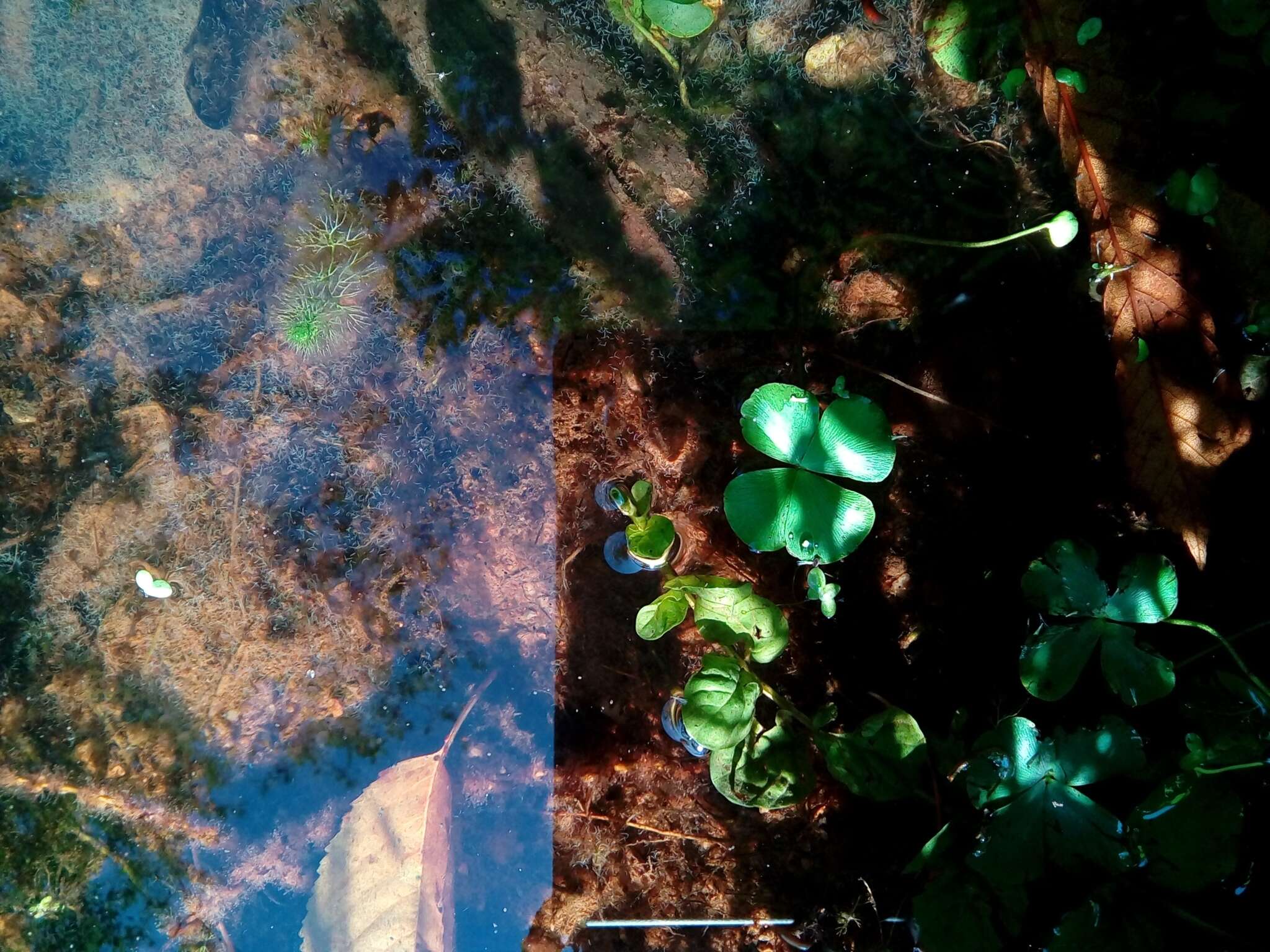 Marsilea quadrifolia L. resmi