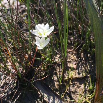 Image of Geissorhiza setacea (Thunb.) Ker Gawl.