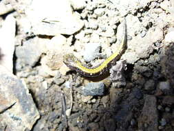 Image of Coeur d'Alene Salamander