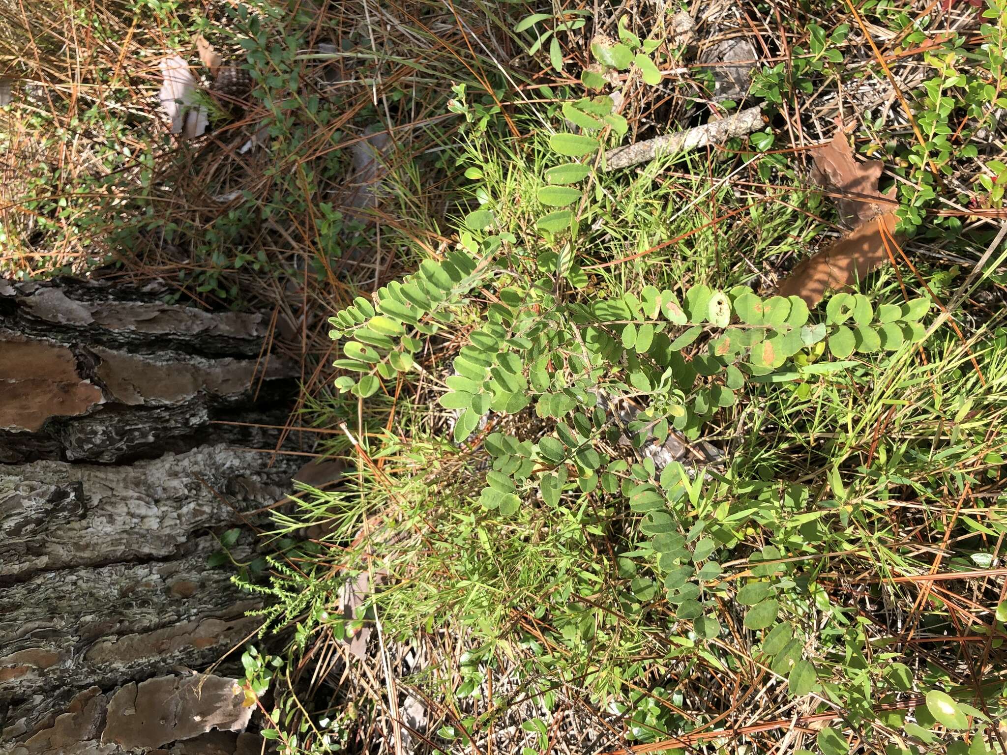 Image of Cluster-Spike Indigo-Bush