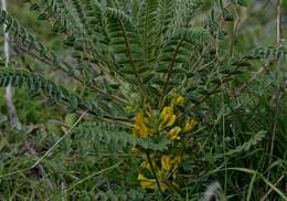 صورة Astragalus macrocarpus DC.