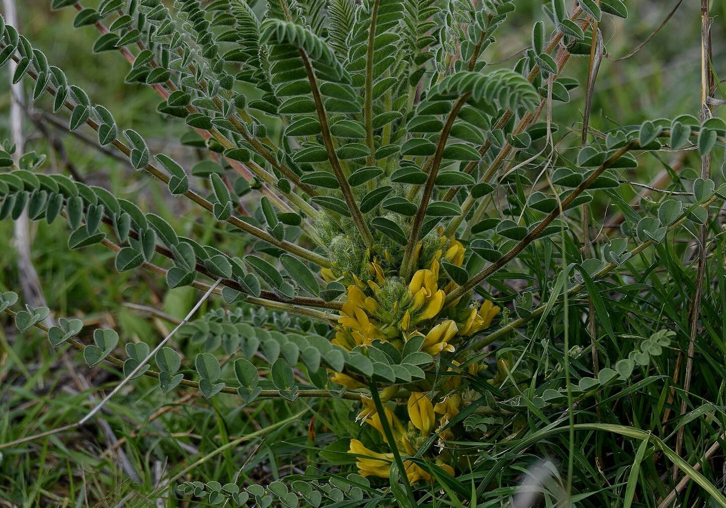 Plancia ëd Astragalus macrocarpus DC.