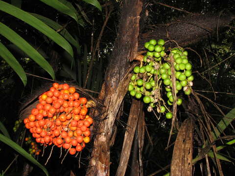 Image of Bactris mexicana Mart.